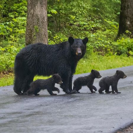 Lazy Bear Lodge, Hot Tub, Resort Pool, Wifi, 1089 Free Tickets Each Paid Day, Dollywood And More 개틀린버그 외부 사진